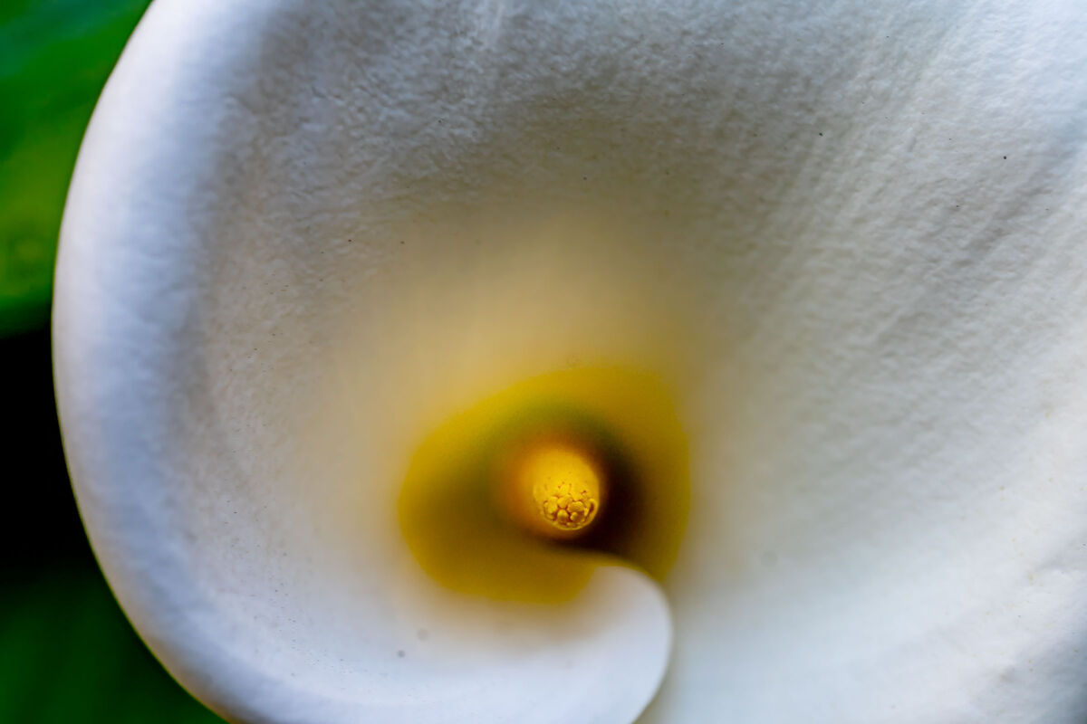 Calla Boss Calla: Another that I saw today...