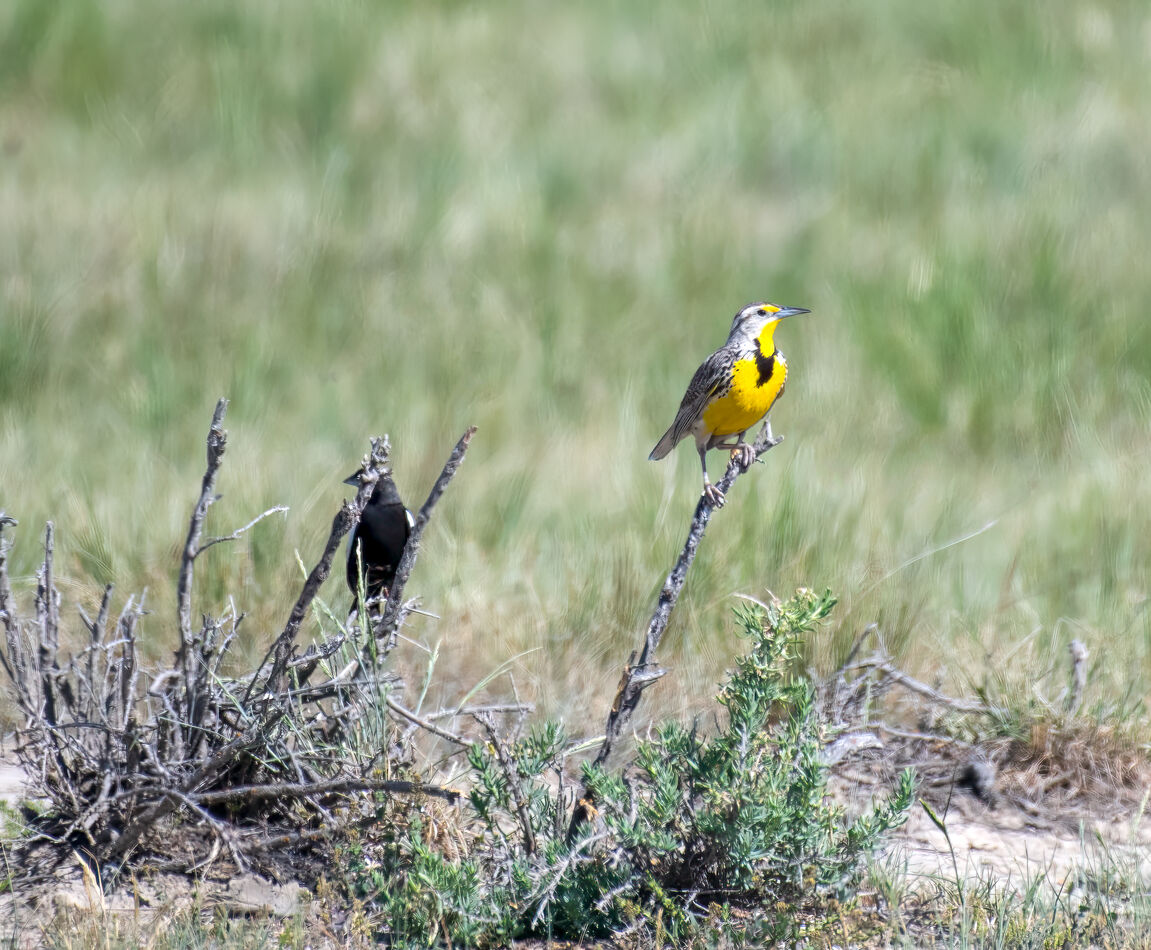 Birds on the ranch: We are at a friends ranch helping brand cattle. So ...