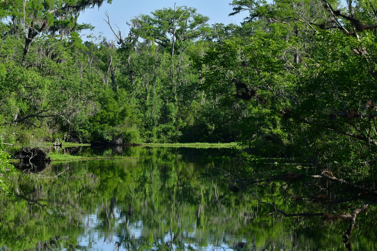 Cardimal Valley Rivers Cardinal: See him?? Small, slow moving river in Florida. Download looks ...