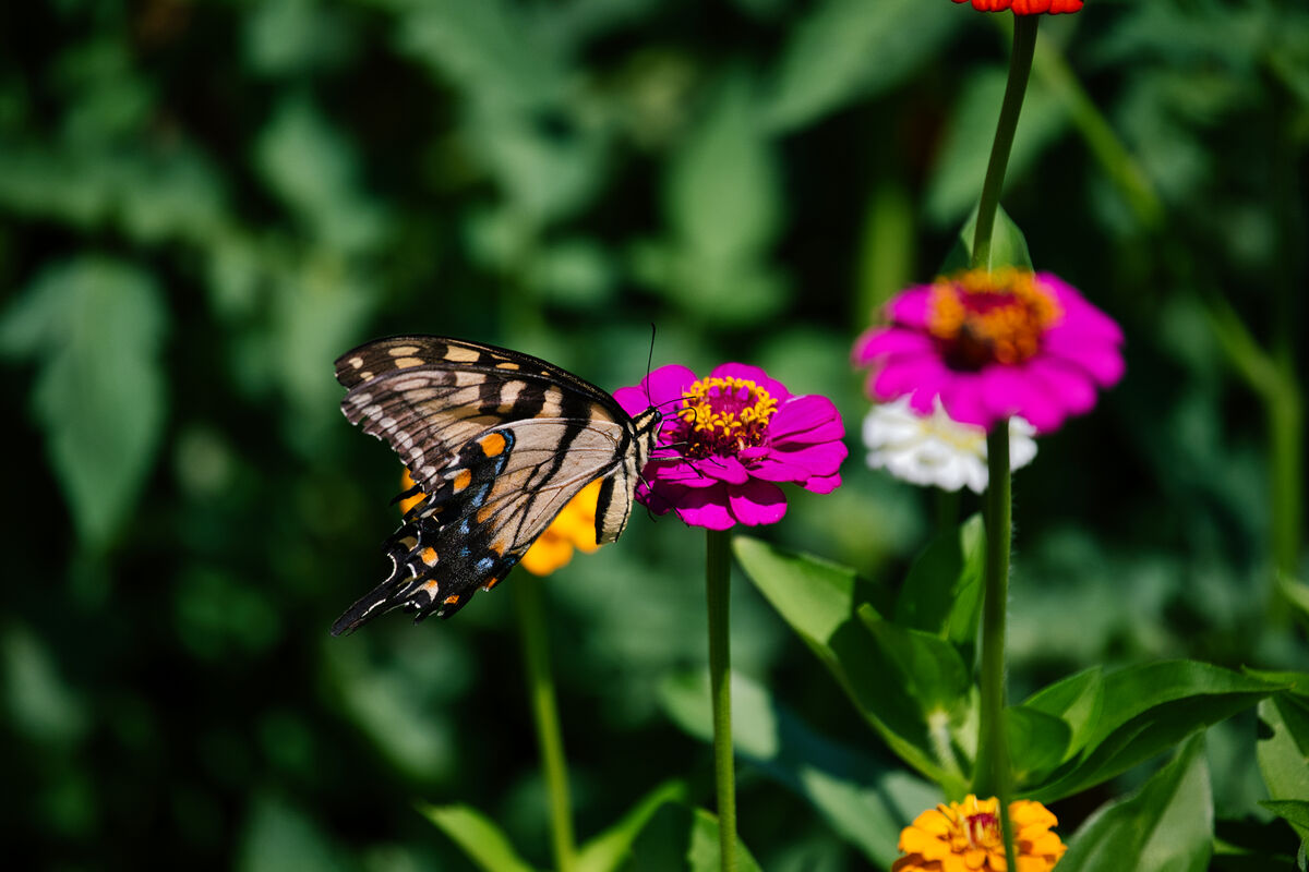 Eastern Swallow Tail: At my usual spot on the veranda having