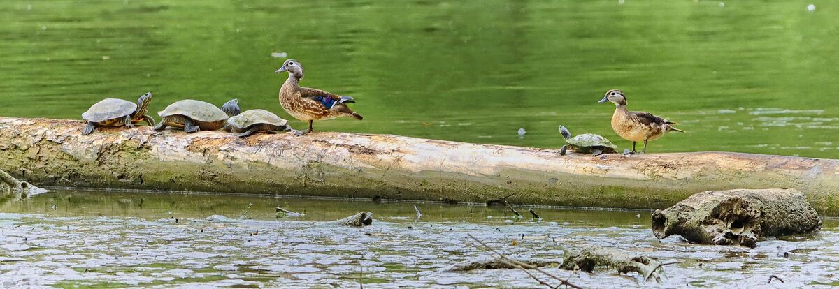 Turtle and the wood ducks: Looked out and saw this group and thought it ...