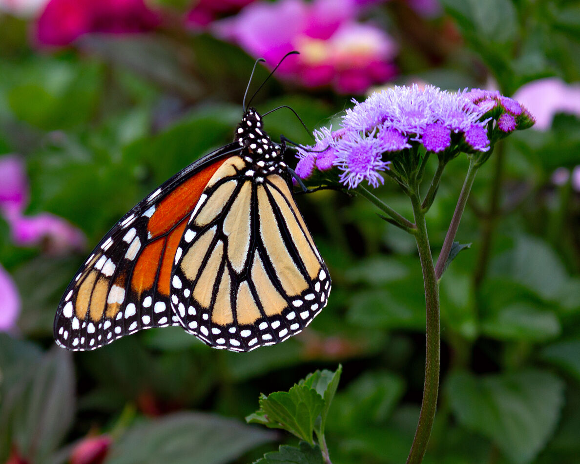Butterfly: My first butterfly this year.