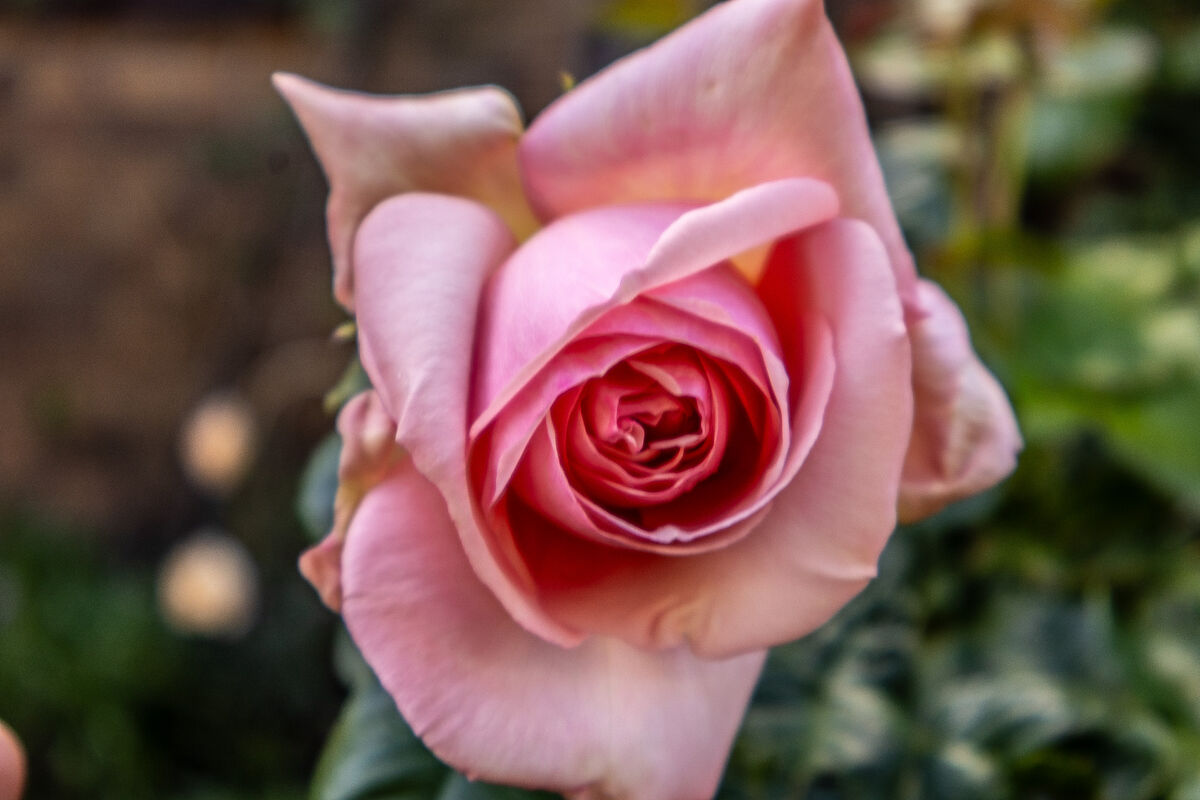 Today's Rose 3: This one is called 