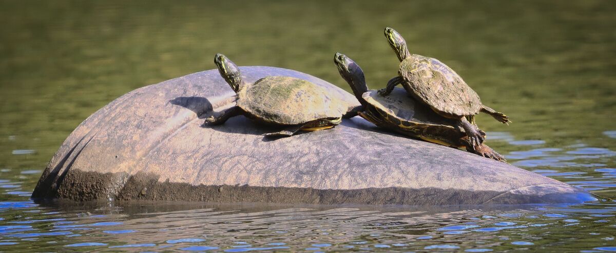 Turtles Riding Stream Turtles hitching a ride: Worked briefly up at the creek as it was a ...
