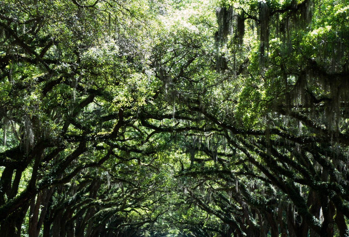 Savannah II: more of Savannah...