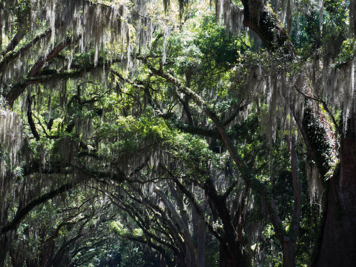 Savannah II: more of Savannah...