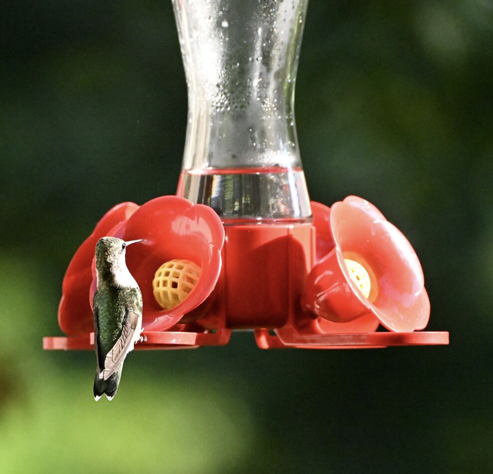 Suddenly It Rained Hummingbirds have left… 😢: Three days ago, it rained and became colder ...