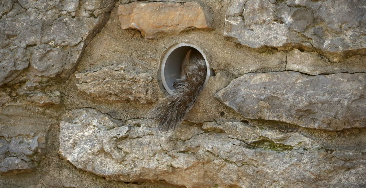 Discovered Peek-boo has a neighbor: Went over to the area to make my ...
